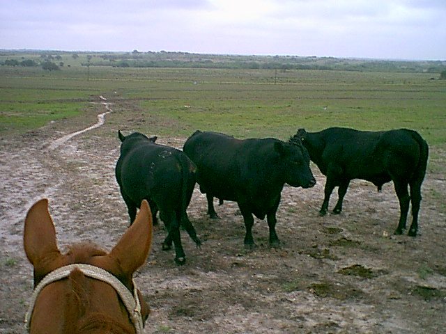 Tag bringing in bulls